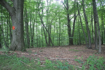 Enlarge photo 93