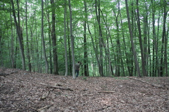 Enlarge photo 97