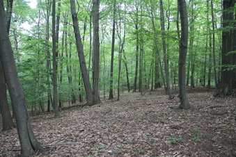 Enlarge photo 99