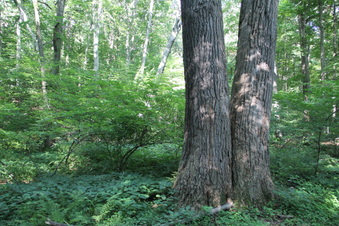 Enlarge photo 125