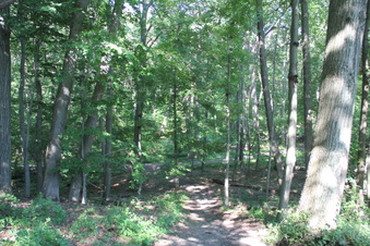 Enlarge photo 135