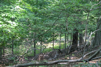 Enlarge photo 143