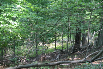 Enlarge photo 144