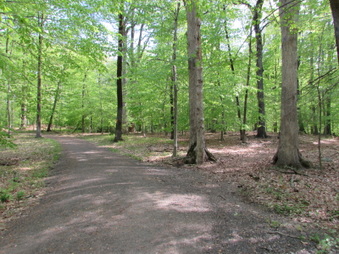 David's Loop