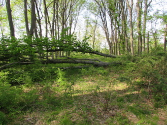 Loop off of Equestrian Access