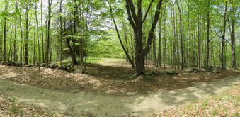 Yellow Trail 2