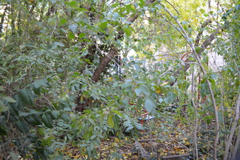 Enlarge photo 12
