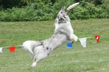 2008 Disc DogAthon