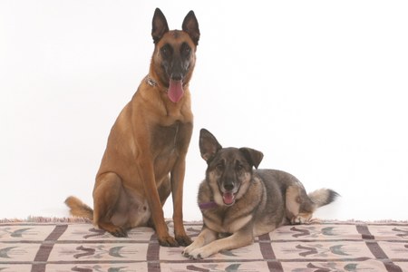 Buster and Zeus