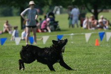 FHOL's Run for the Rawhide