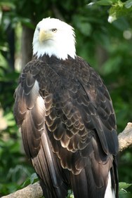 Enlarge photo 33