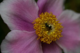 Enlarge photo 39