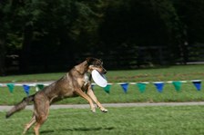 Enlarge photo 81