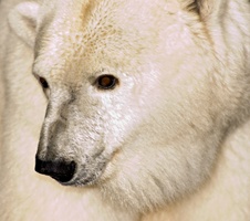 Enlarge photo 45