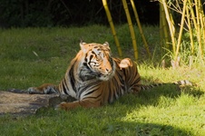 Enlarge photo 133