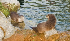 Enlarge photo 136