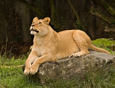 Enlarge photo 23