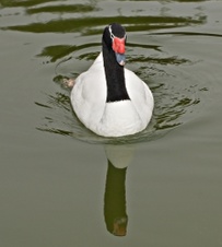 Enlarge photo 57