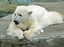 Enlarge photo 47