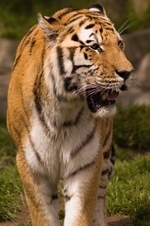Enlarge photo 114