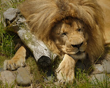 Enlarge photo 142