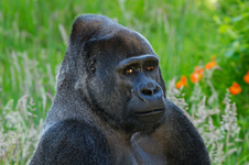 San Francisco Zoo