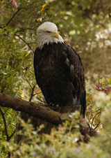 Enlarge photo 54