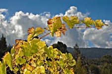 Enlarge photo 29