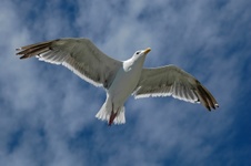 Enlarge photo 18