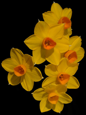 Enlarge photo 37