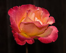 Enlarge photo 59