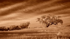 Enlarge photo 117