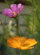 Enlarge photo 53
