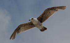 Enlarge photo 21