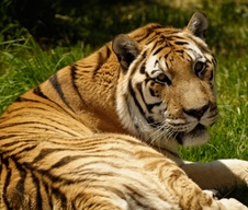 Enlarge photo 32