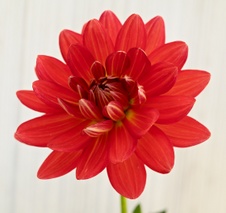 Enlarge photo 115