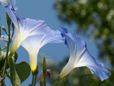 Enlarge photo 113