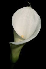 Enlarge photo 119