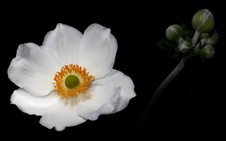 Enlarge photo 44