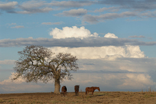 Enlarge photo 42