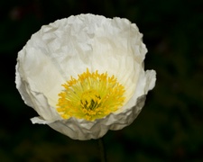 Enlarge photo 108