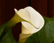 Enlarge photo 87