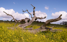 Enlarge photo 80