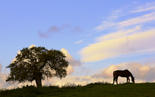 Enlarge photo 40