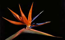 Enlarge photo 47