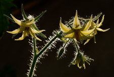 Enlarge photo 10