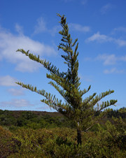 Enlarge photo 4