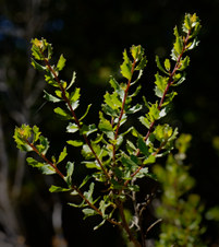 Enlarge photo 2