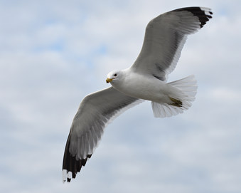 Enlarge photo 23