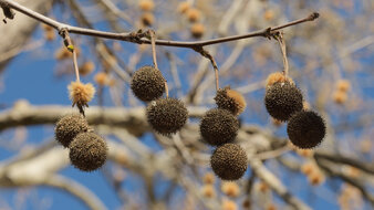 Enlarge photo 13